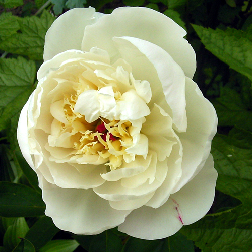 Photos Paeonia lactiflora - Chinese peony